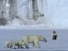 Natuur op 2: Polar Bear family and me gemist - {channelnamelong} (Gemistgemist.nl)