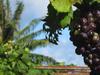 Le vin de l'atoll - {channelnamelong} (Replayguide.fr)