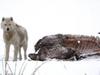 Un loup contre les bisons - {channelnamelong} (Replayguide.fr)