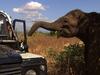Les éléphants sacrés du Sri Lanka - {channelnamelong} (Super Mediathek)