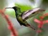 Flugkünstler der Extreme - Kolibris