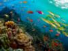 Great Barrier Reef - {channelnamelong} (TelealaCarta.es)