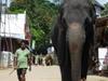 Le grand rassemblement des éléphants - {channelnamelong} (Replayguide.fr)