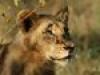 Safari-Paparazzi: Wildlife pur (3) - {channelnamelong} (Youriplayer.co.uk)