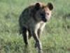 Killer aus dem Tierreich: Hyänen - {channelnamelong} (TelealaCarta.es)