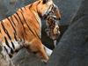 Face à face avec les tigres  - {channelnamelong} (Super Mediathek)