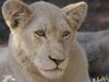 Les lionnes blanches de Timbavati - {channelnamelong} (TelealaCarta.es)