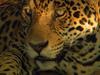 Le jaguar, chasseur solitaire - {channelnamelong} (Youriplayer.co.uk)