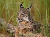 Le lynx d'Espagne, un félin en danger gemist - {channelnamelong} (Gemistgemist.nl)