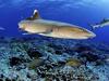Requins des îles perdues du Pacifique - {channelnamelong} (Youriplayer.co.uk)