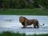 Safari-Paparazzi: Wildlife pur (8) - {channelnamelong} (TelealaCarta.es)