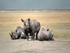 Des rhinocéros pour le Serengeti - {channelnamelong} (Super Mediathek)