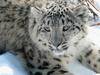 Au secours du léopard des neiges - {channelnamelong} (Youriplayer.co.uk)