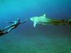 Le requin, l'île et les surfeurs - {channelnamelong} (Youriplayer.co.uk)