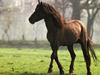 Les derniers chevaux sauvages d'Europe - {channelnamelong} (TelealaCarta.es)