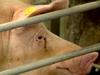 Faszination Wissen: Ach du liebes Schnitzel! - Was haben wir aus dem Schwein gemacht? gemist - {channelnamelong} (Gemistgemist.nl)