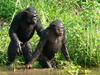 Au pays des bonobos - {channelnamelong} (TelealaCarta.es)