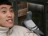 Pékin, sur les ailes des pigeons siffleurs - {channelnamelong} (Super Mediathek)