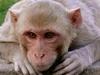Gang de macaques - {channelnamelong} (Youriplayer.co.uk)