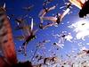 Swarm: Nature's Incredible Invasions - {channelnamelong} (TelealaCarta.es)