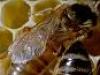 Killerbienen - Ein Leben für die Königin - {channelnamelong} (Super Mediathek)