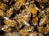Natuur op 2: De Afrikaanse honingbij gemist - {channelnamelong} (Gemistgemist.nl)