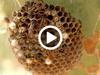 Les abeilles du mont Kenya - {channelnamelong} (Youriplayer.co.uk)