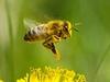 Sie dürfen nicht sterben! - Bienen in Not - {channelnamelong} (TelealaCarta.es)