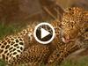 Insaisissable léopard - {channelnamelong} (Super Mediathek)