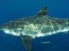 Requins blancs : le grand malentendu ? - {channelnamelong} (Super Mediathek)