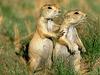 Little Prairie Dogs - {channelnamelong} (Youriplayer.co.uk)