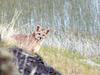 Le puma, chasseur invisible des Andes - {channelnamelong} (Super Mediathek)