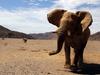 Les éléphants du désert - {channelnamelong} (TelealaCarta.es)