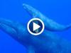 Enquête sur le chant des baleines - {channelnamelong} (Super Mediathek)