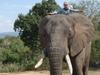 Paula und die wilden Tiere: Hoch auf dem Elefanten - {channelnamelong} (TelealaCarta.es)