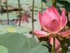 Le Lotus dans tous ses états - {channelnamelong} (Youriplayer.co.uk)