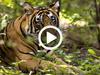 La tigresse du Bengale - {channelnamelong} (Super Mediathek)