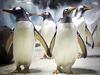 Penguins on a Plane: Great Animal Moves - {channelnamelong} (TelealaCarta.es)