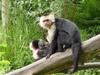 La grande aventure des petits zoos - {channelnamelong} (Youriplayer.co.uk)