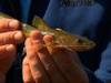 Extreme Fishing With Robson Green: The World Tour, China - {channelnamelong} (TelealaCarta.es)
