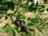 Le monde des olives - {channelnamelong} (TelealaCarta.es)