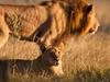 L'instinct de survie des lions de Xakanaxa - {channelnamelong} (Super Mediathek)