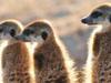 Klinky et les suricates du Kalahari - {channelnamelong} (TelealaCarta.es)