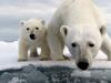 Polar Bear: Spy on the Ice - {channelnamelong} (Youriplayer.co.uk)