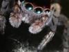 Le règne de l'araignée - {channelnamelong} (Super Mediathek)