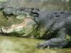 Riesen-Krokodile - Natur außer Kontrolle - {channelnamelong} (Super Mediathek)