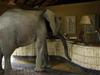 Des éléphants à l'hôtel - {channelnamelong} (Replayguide.fr)