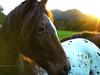 The Secret Horse: Quest for the True Appaloosa - {channelnamelong} (Youriplayer.co.uk)