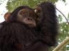 Kalinzu, la forêt des Chimpanzés - {channelnamelong} (Super Mediathek)