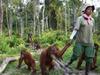Natuur op 2: Orang-oetans op vrije voeten gemist - {channelnamelong} (Gemistgemist.nl)